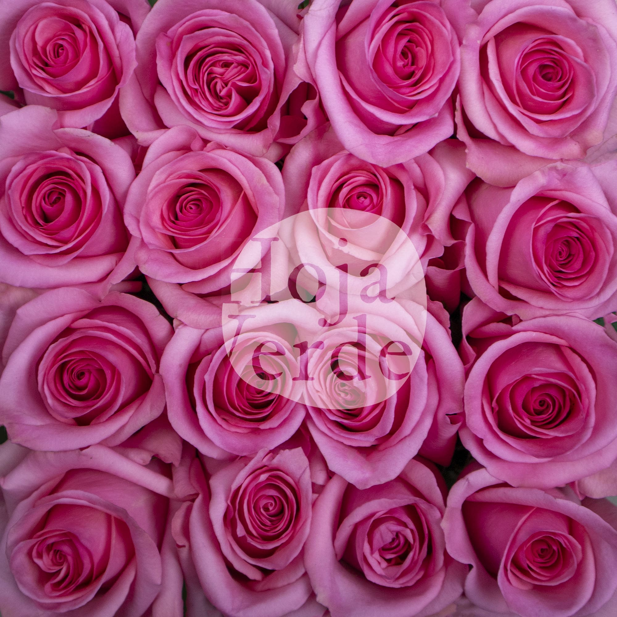 Opala rose by Hoja Verde, medium pink rose with star-shaped petals