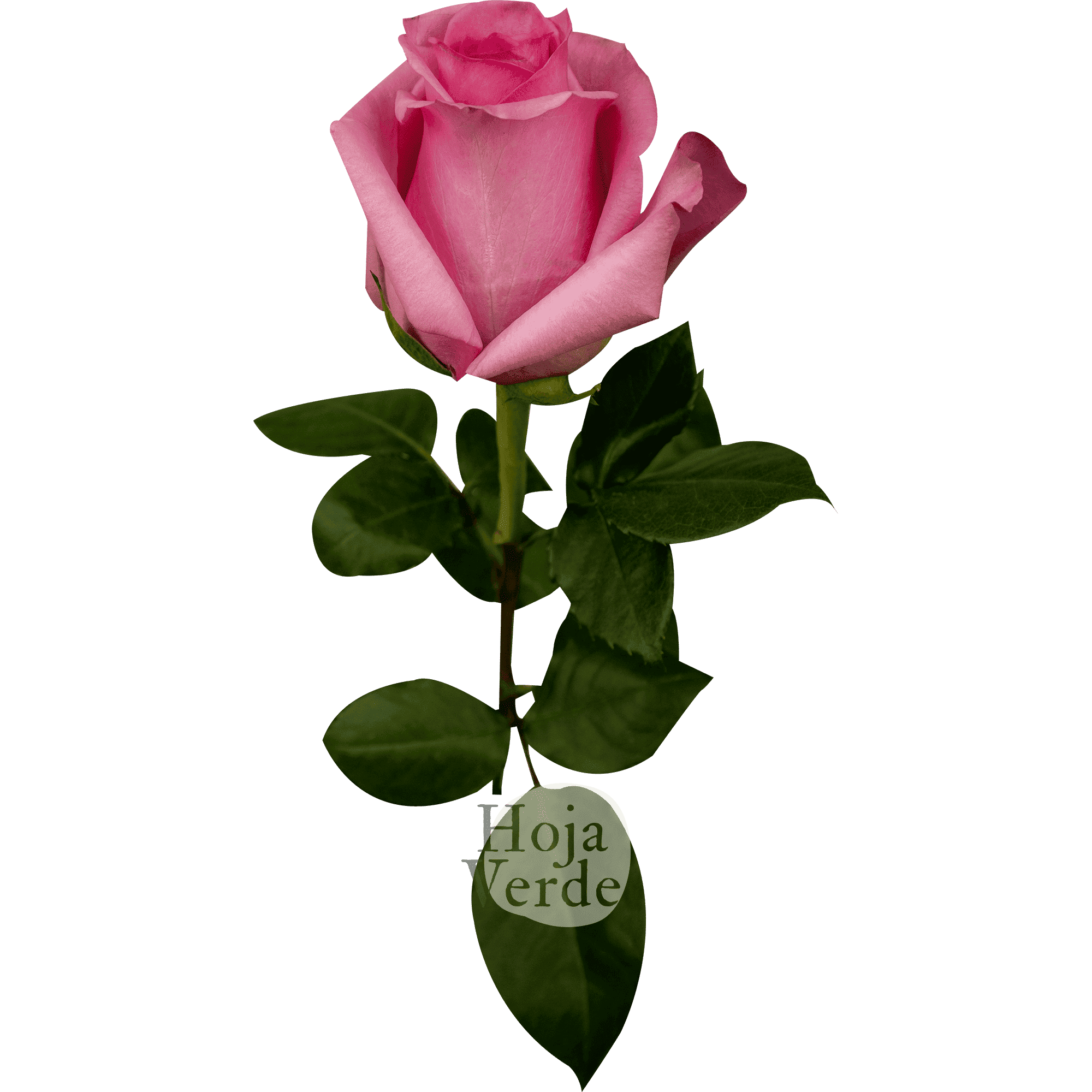 Opala rose by Hoja Verde, medium pink rose with star-shaped petals