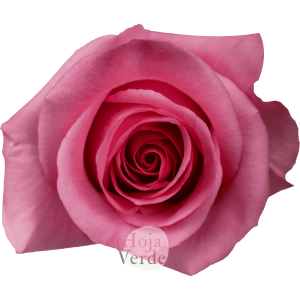 Opala rose by Hoja Verde, medium pink rose with star-shaped petals