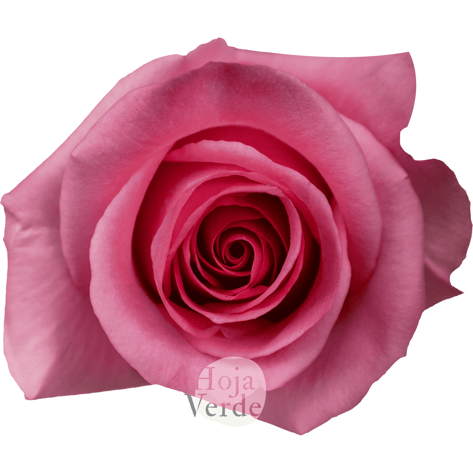 Opala rose by Hoja Verde, medium pink rose with star-shaped petals