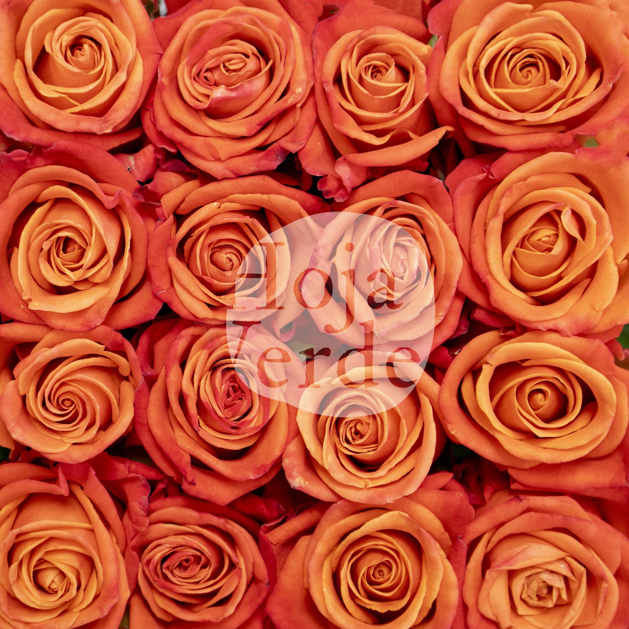 Hoja Verde’s Orange Crush rose showing its vibrant orange core and rich dark orange outer petals