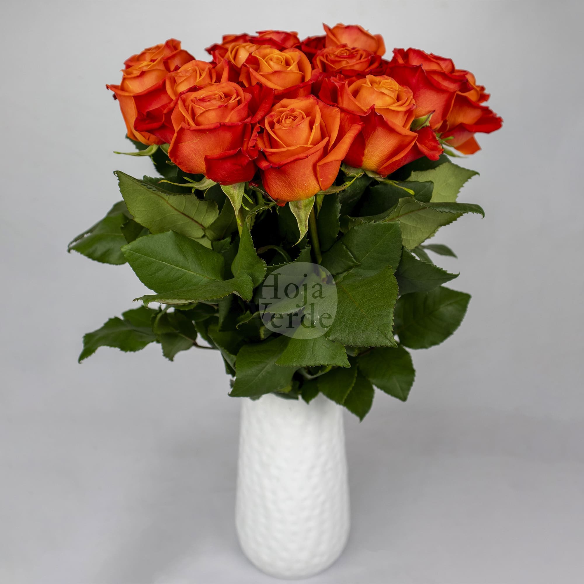 Hoja Verde’s Orange Crush rose showing its vibrant orange core and rich dark orange outer petals