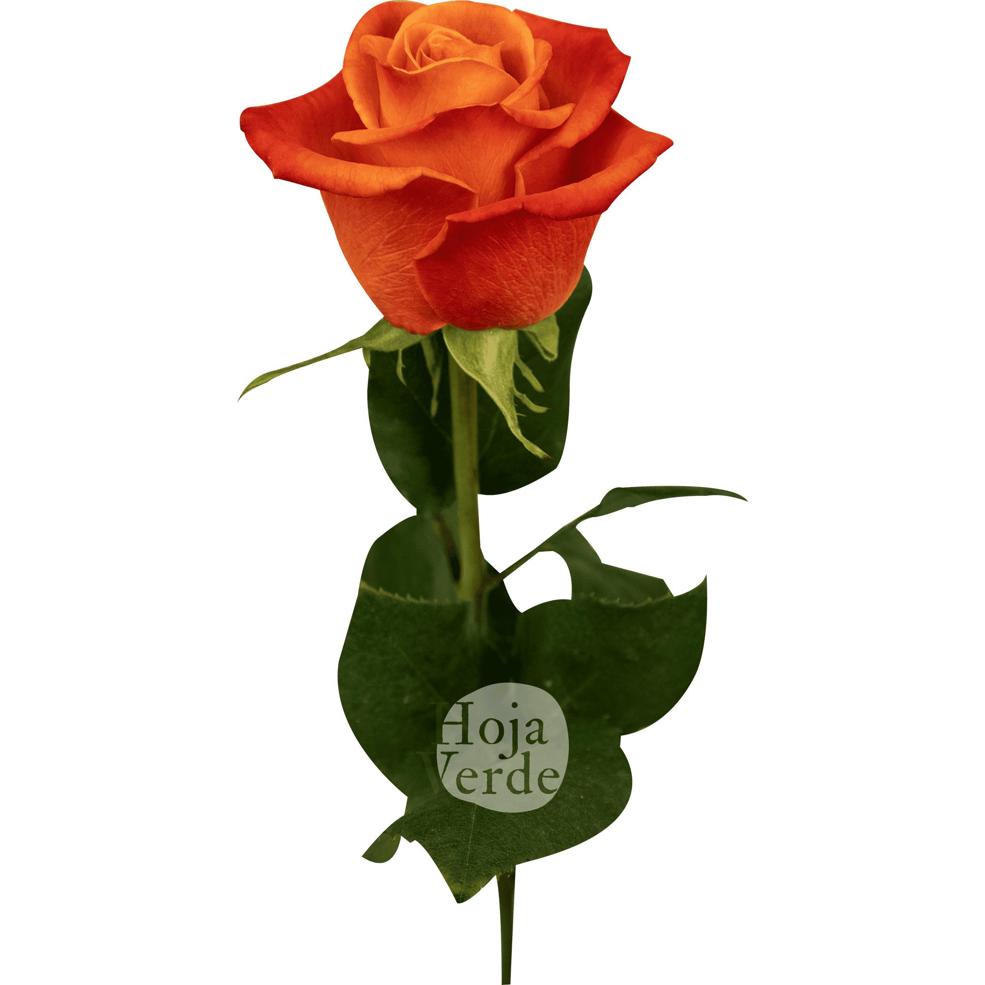 Hoja Verde’s Orange Crush rose showing its vibrant orange core and rich dark orange outer petals