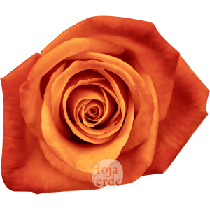 Hoja Verde’s Orange Crush rose showing its vibrant orange core and rich dark orange outer petals