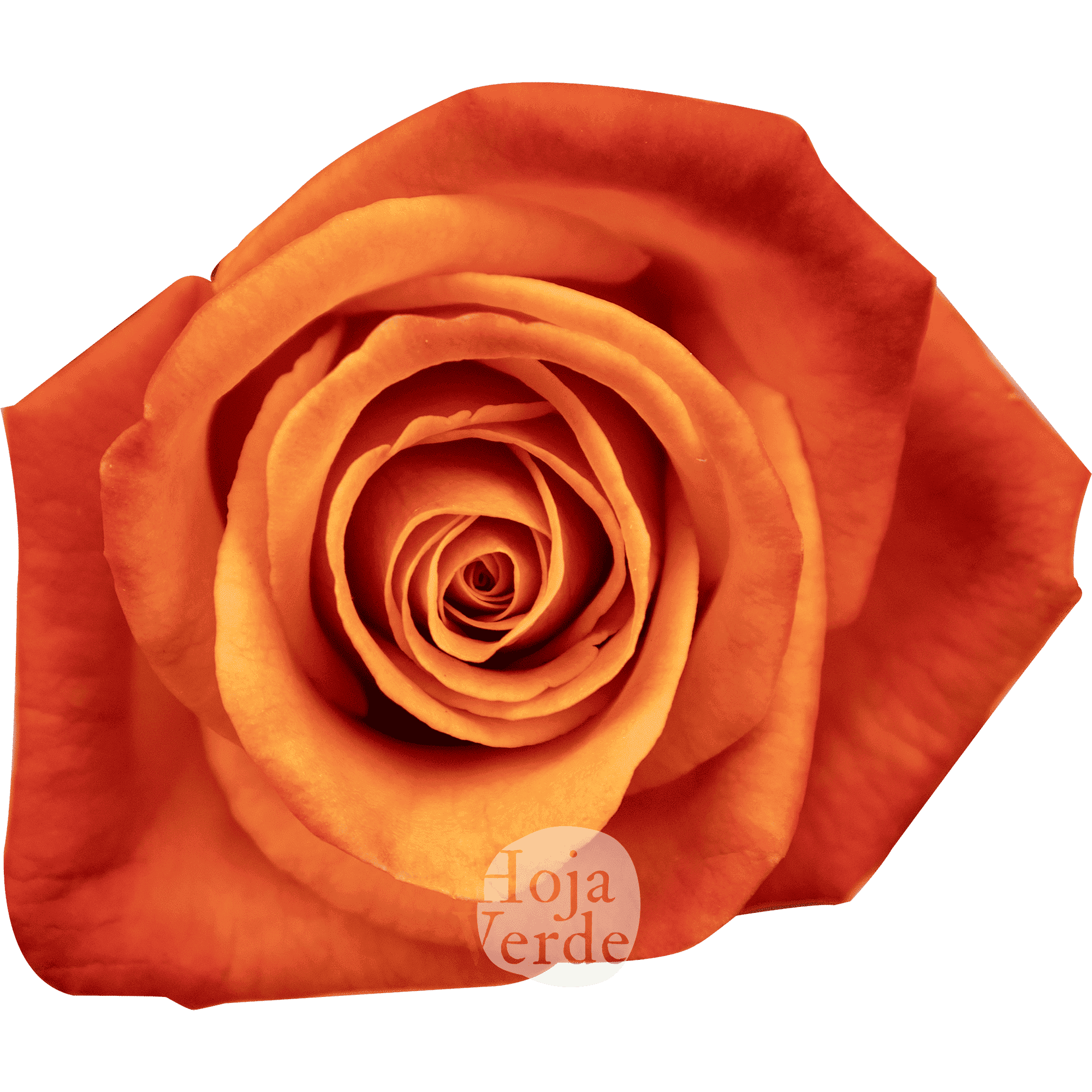 Hoja Verde’s Orange Crush rose showing its vibrant orange core and rich dark orange outer petals