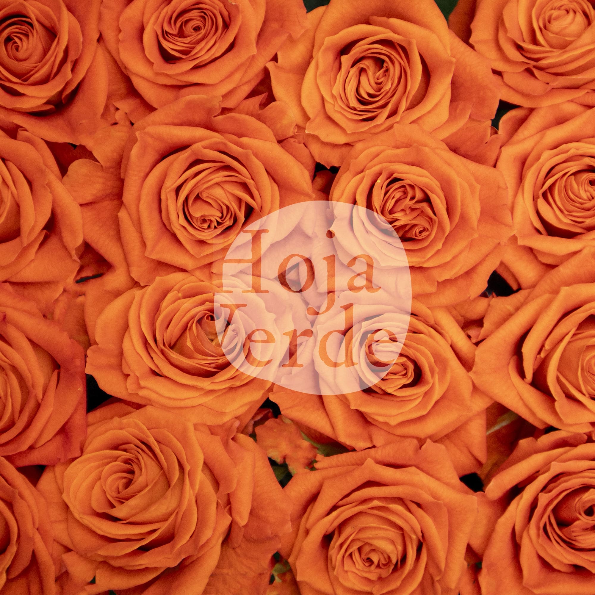 Orange Only rose by Hoja Verde, a tangerine-toned vibrant orange rose with a bright, energetic presence and classic bloom shape
