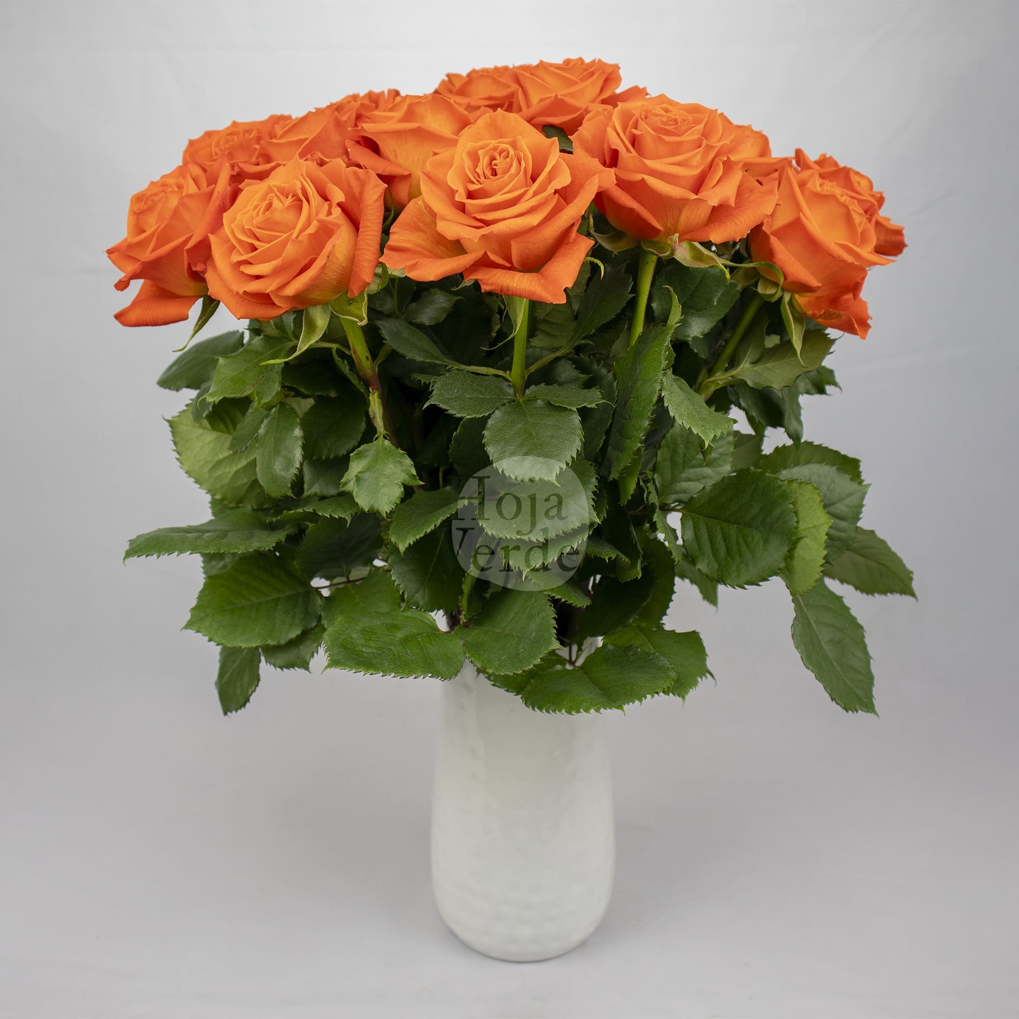 Orange Only rose by Hoja Verde, a tangerine-toned vibrant orange rose with a bright, energetic presence and classic bloom shape