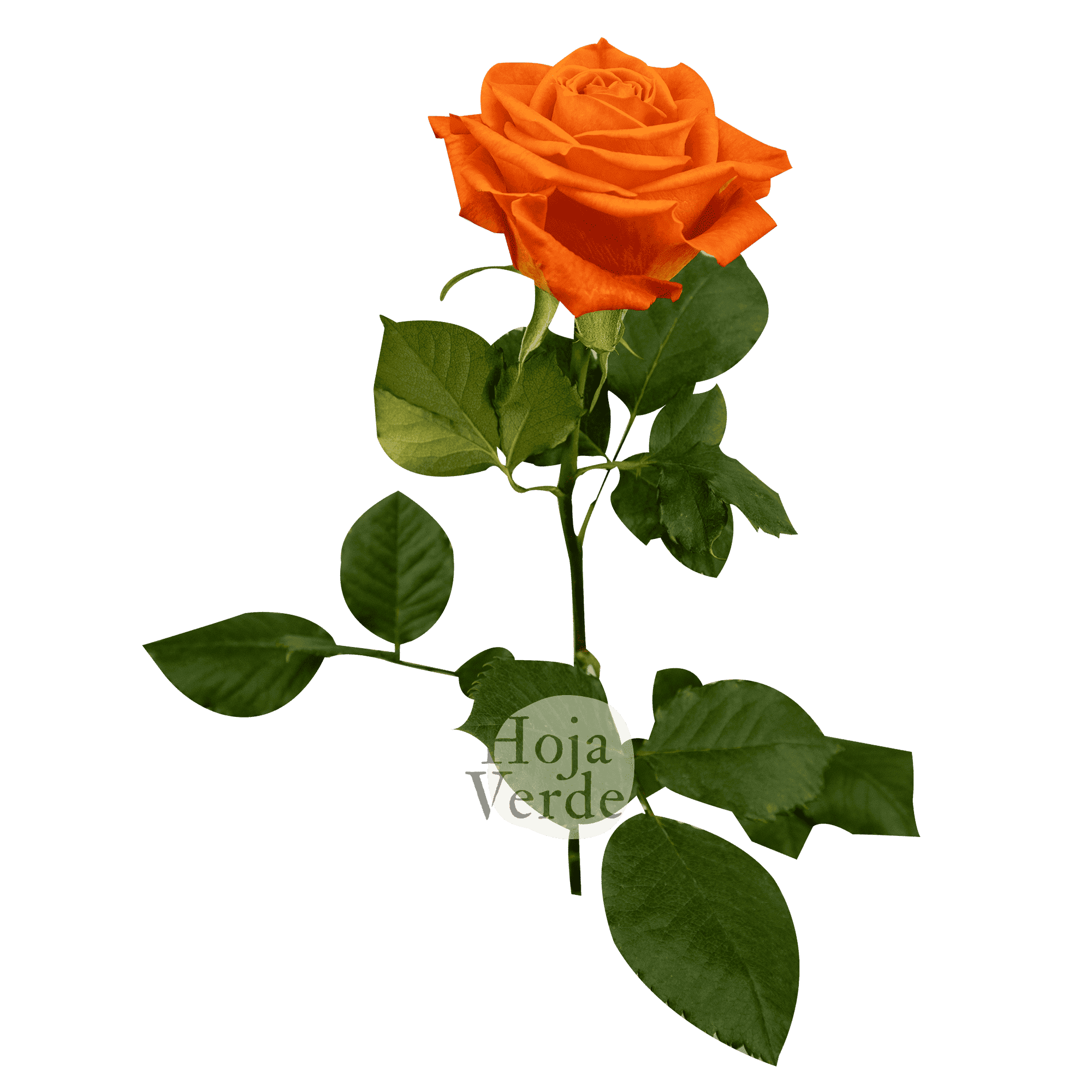 Orange Only rose by Hoja Verde, a tangerine-toned vibrant orange rose with a bright, energetic presence and classic bloom shape