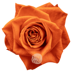 Orange Only rose by Hoja Verde, a tangerine-toned vibrant orange rose with a bright, energetic presence and classic bloom shape