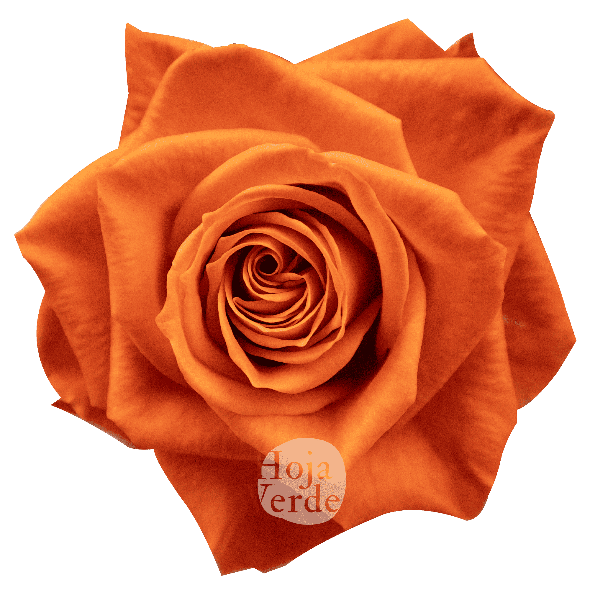 Orange Only rose by Hoja Verde, a tangerine-toned vibrant orange rose with a bright, energetic presence and classic bloom shape