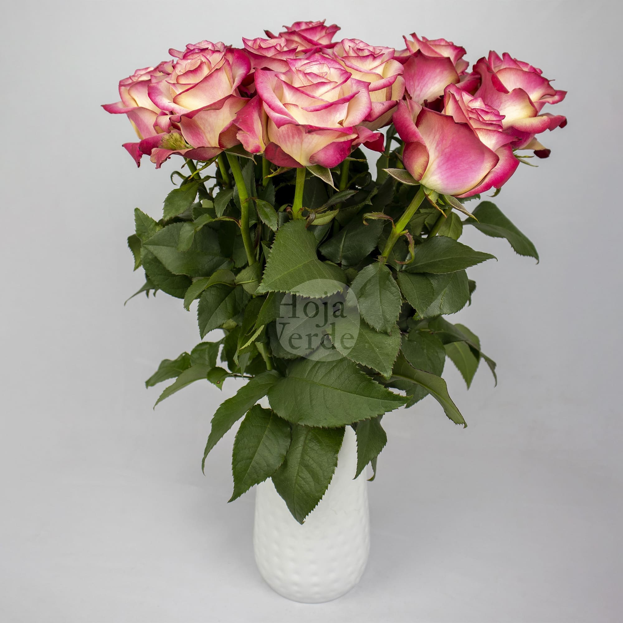 Hoja Verde’s Paloma rose showing creamy petals with soft pink edges.