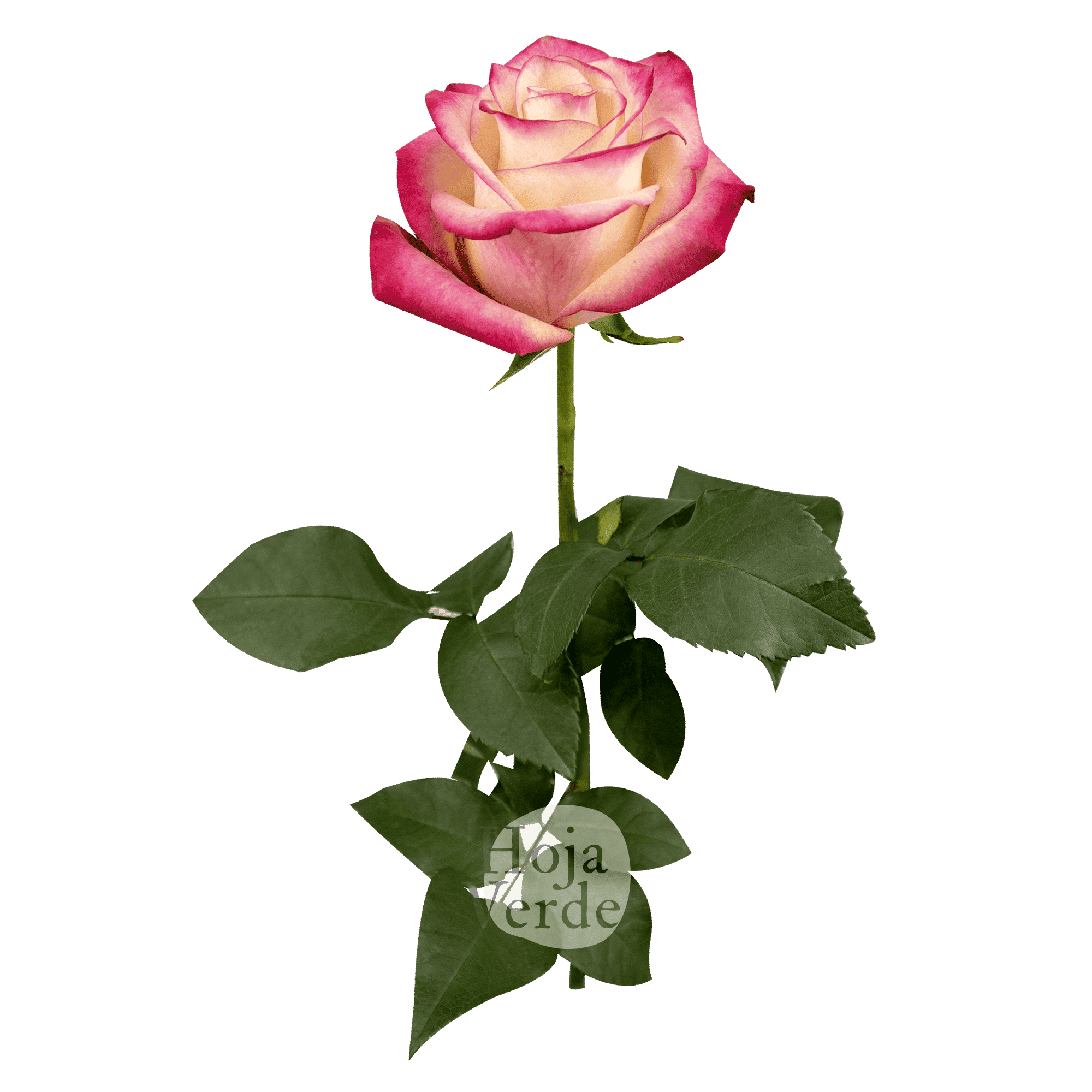 Hoja Verde’s Paloma rose showing creamy petals with soft pink edges.