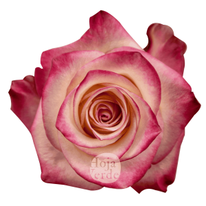Hoja Verde’s Paloma rose showing creamy petals with soft pink edges.