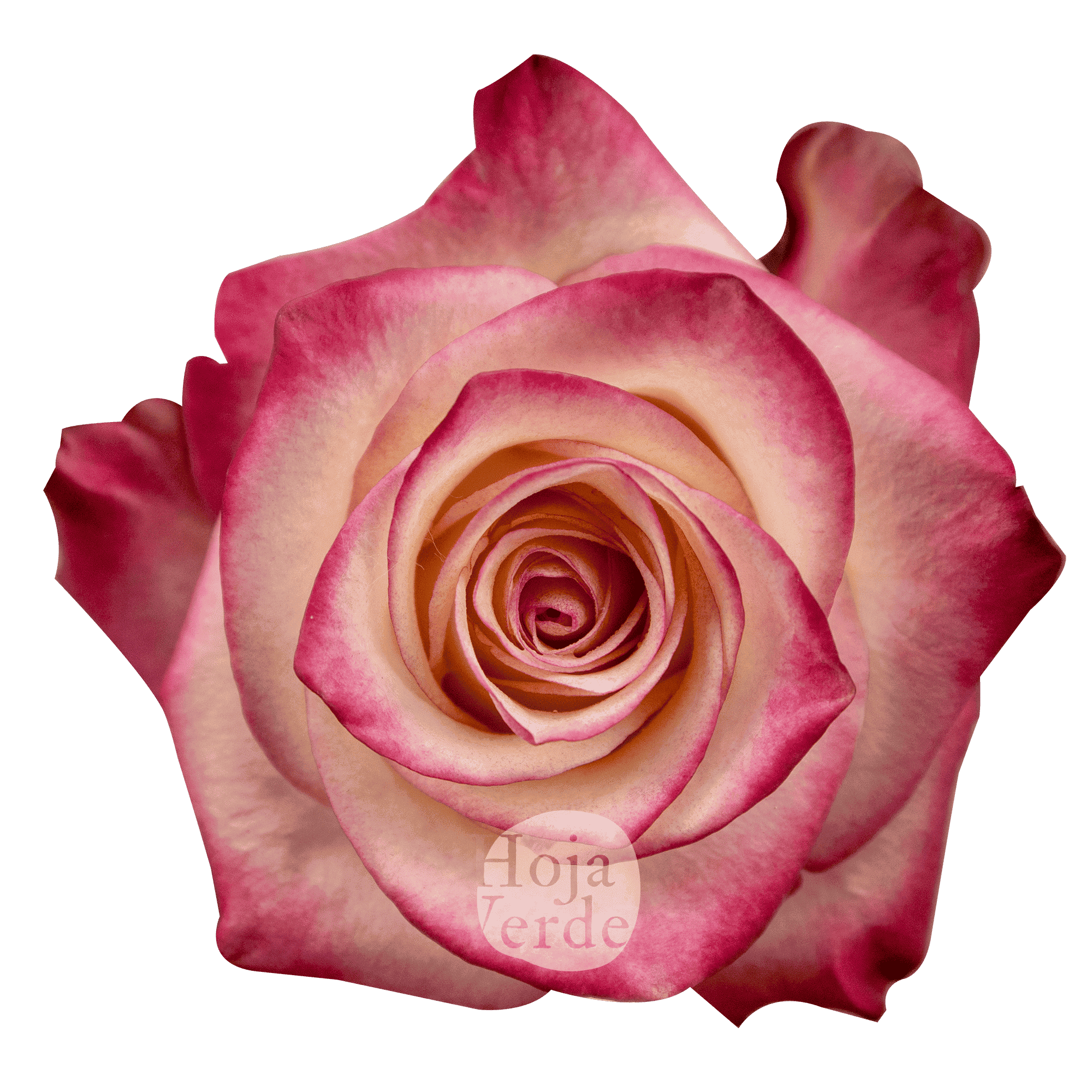 Hoja Verde’s Paloma rose showing creamy petals with soft pink edges.