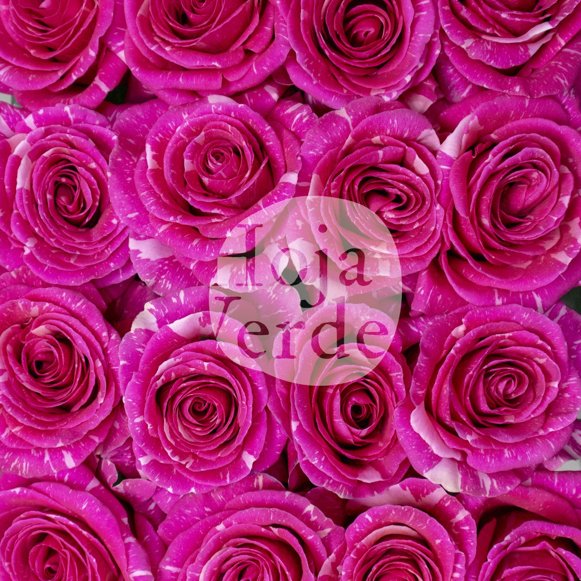 Hoja Verde’s Pandora rose showing deep pink petals blended with soft pink and creamy highlights.