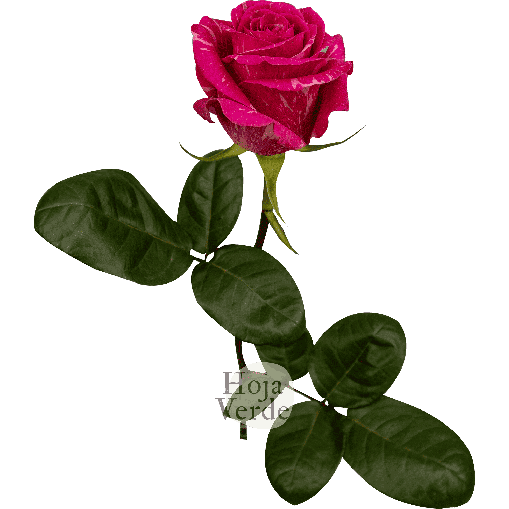 Hoja Verde’s Pandora rose showing deep pink petals blended with soft pink and creamy highlights.