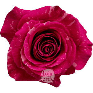 Hoja Verde’s Pandora rose showing deep pink petals blended with soft pink and creamy highlights.