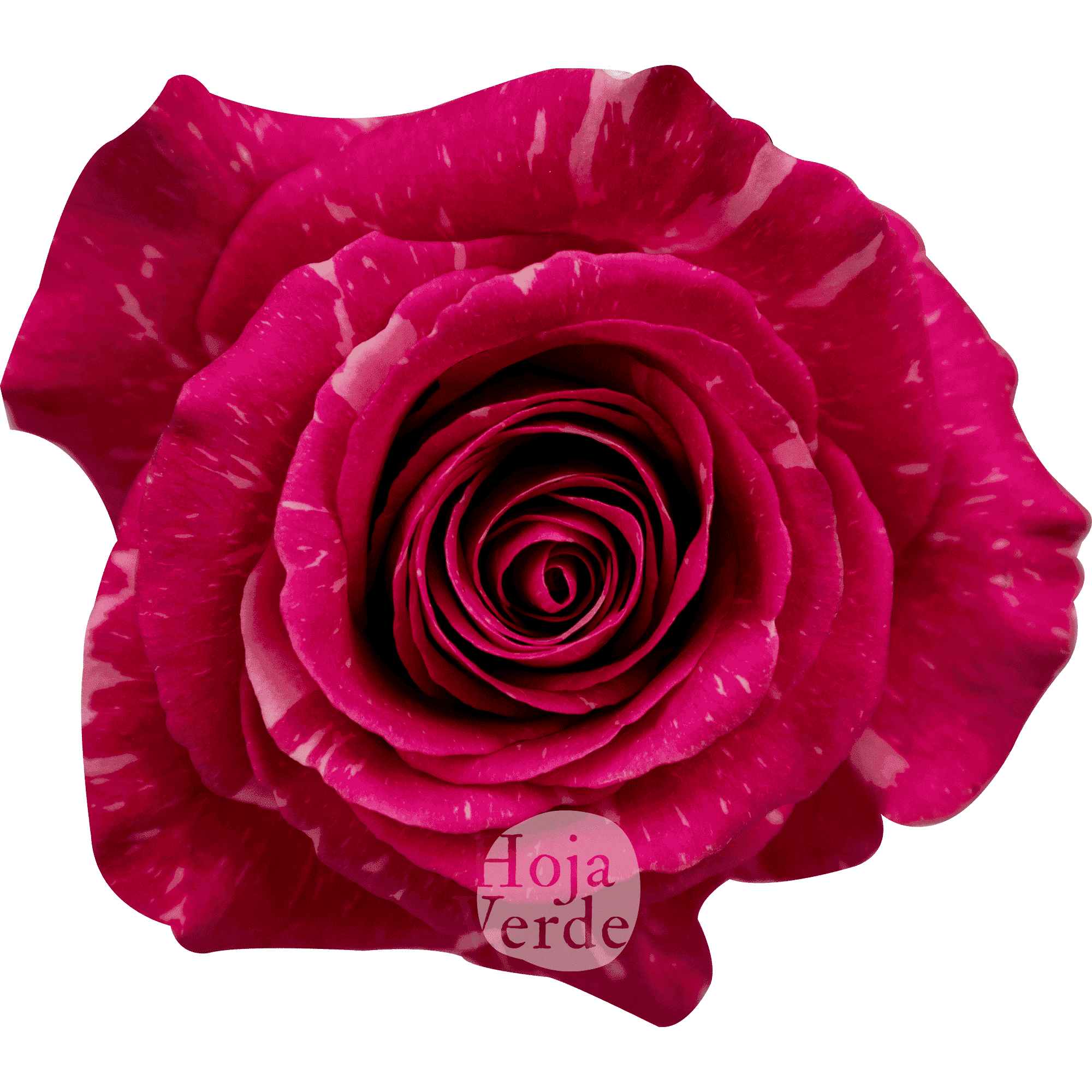 Hoja Verde’s Pandora rose showing deep pink petals blended with soft pink and creamy highlights.