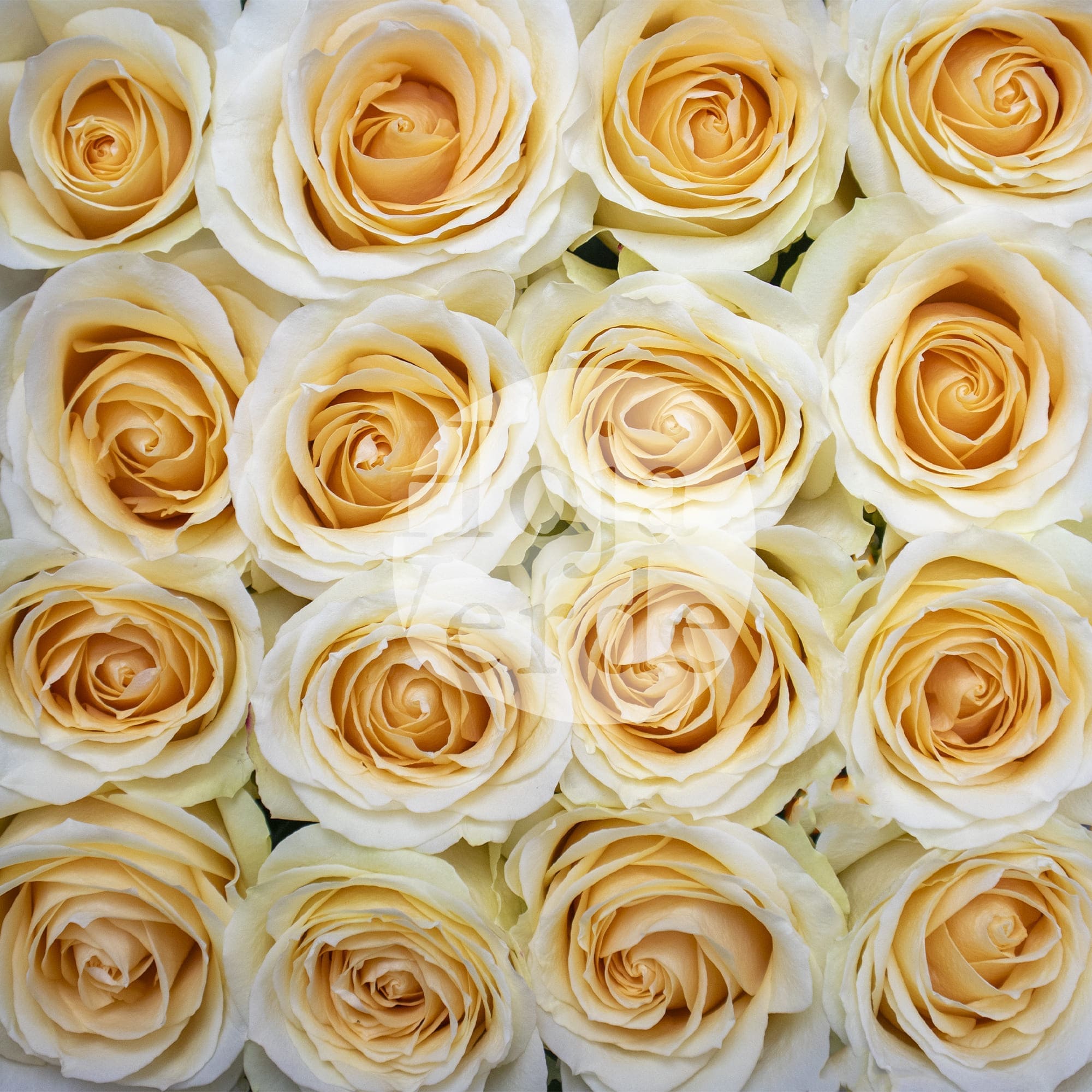 Hoja Verde’s Peach Avalanche rose, featuring soft light peach petals