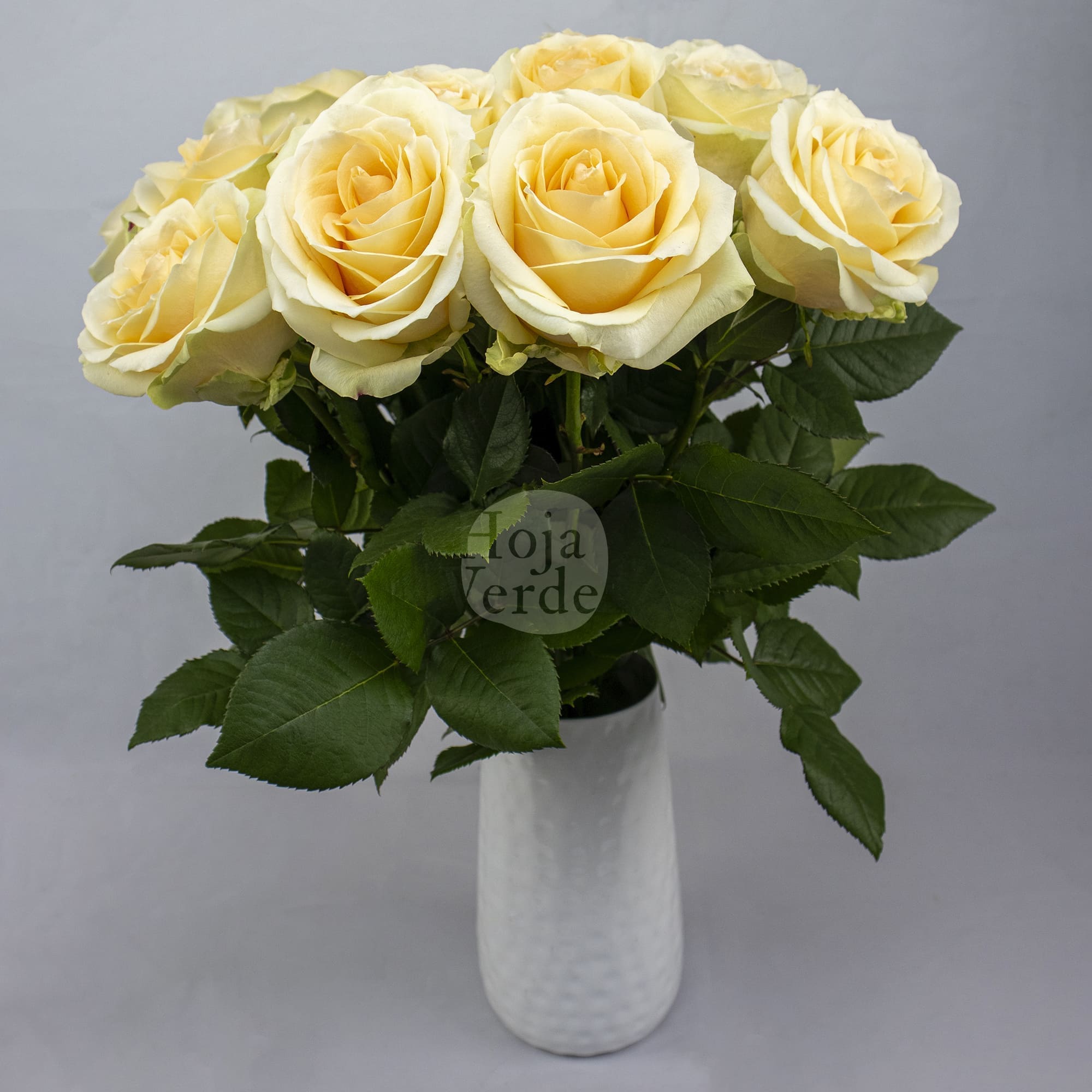 Hoja Verde’s Peach Avalanche rose, featuring soft light peach petals