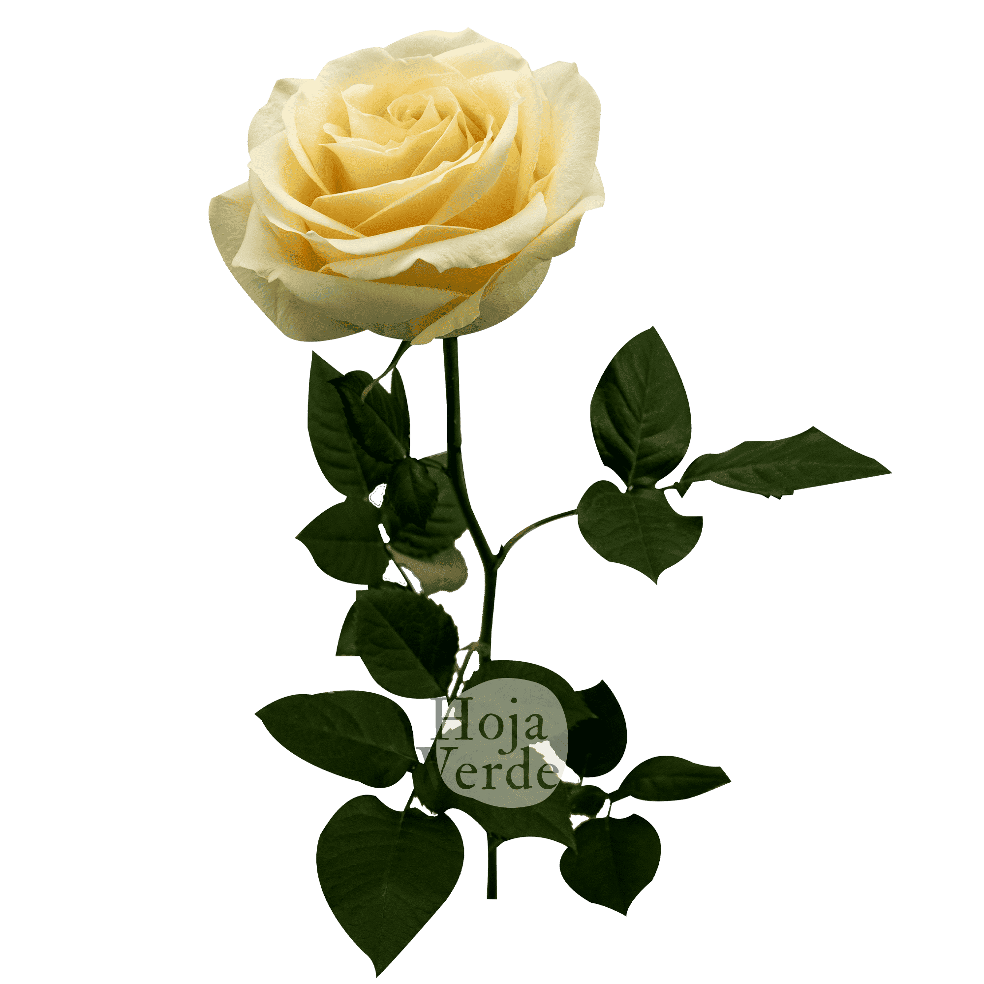 Hoja Verde’s Peach Avalanche rose, featuring soft light peach petals