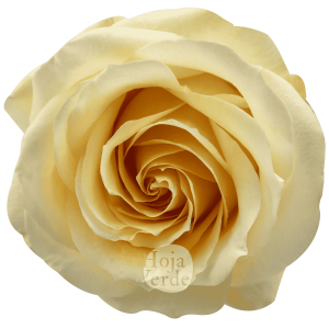 Hoja Verde’s Peach Avalanche rose, featuring soft light peach petals