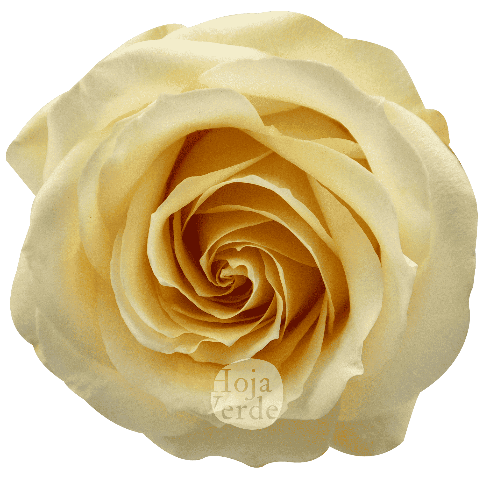 Hoja Verde’s Peach Avalanche rose, featuring soft light peach petals