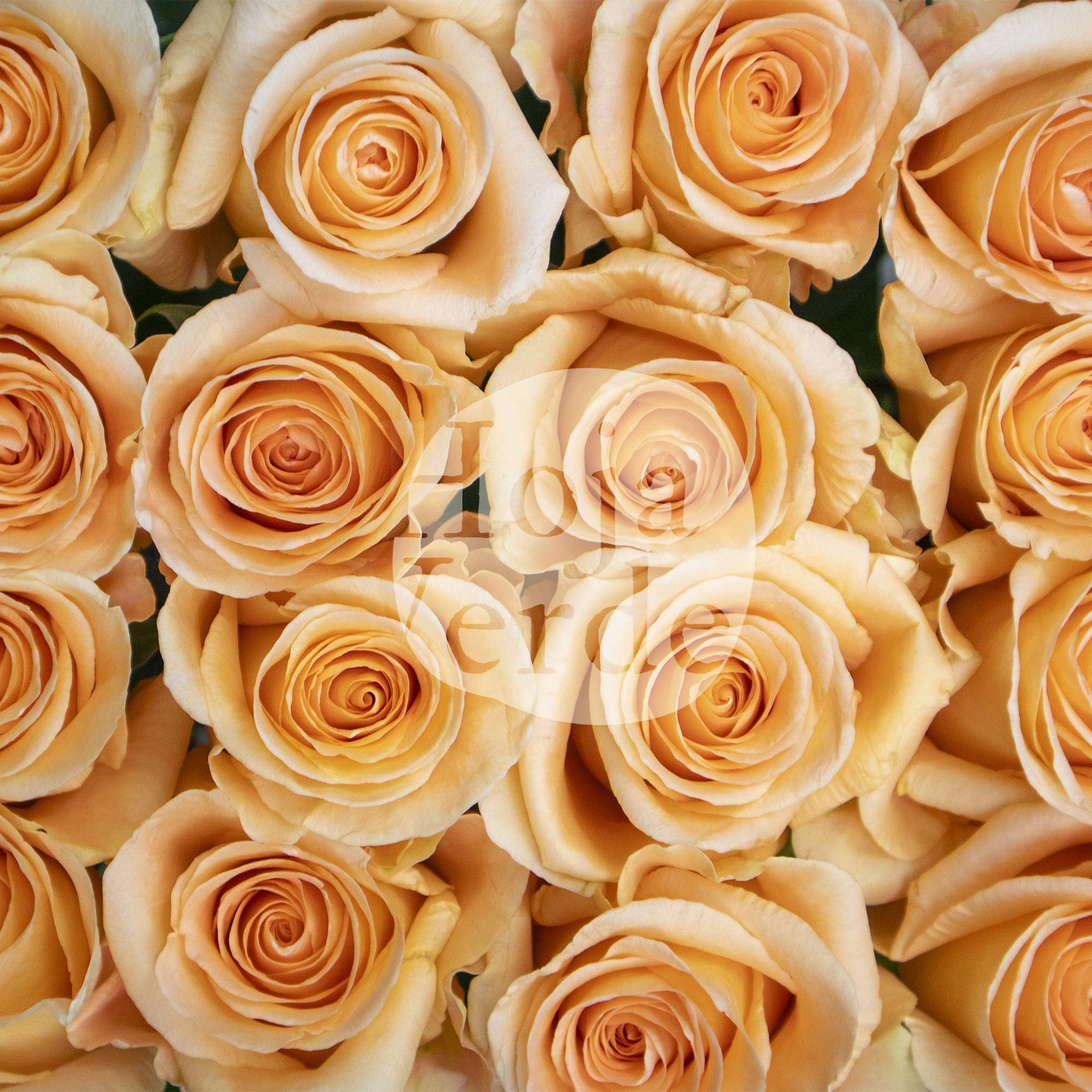 Peach Wave rose from Hoja Verde in a creamy peach tone with delicately layered petals