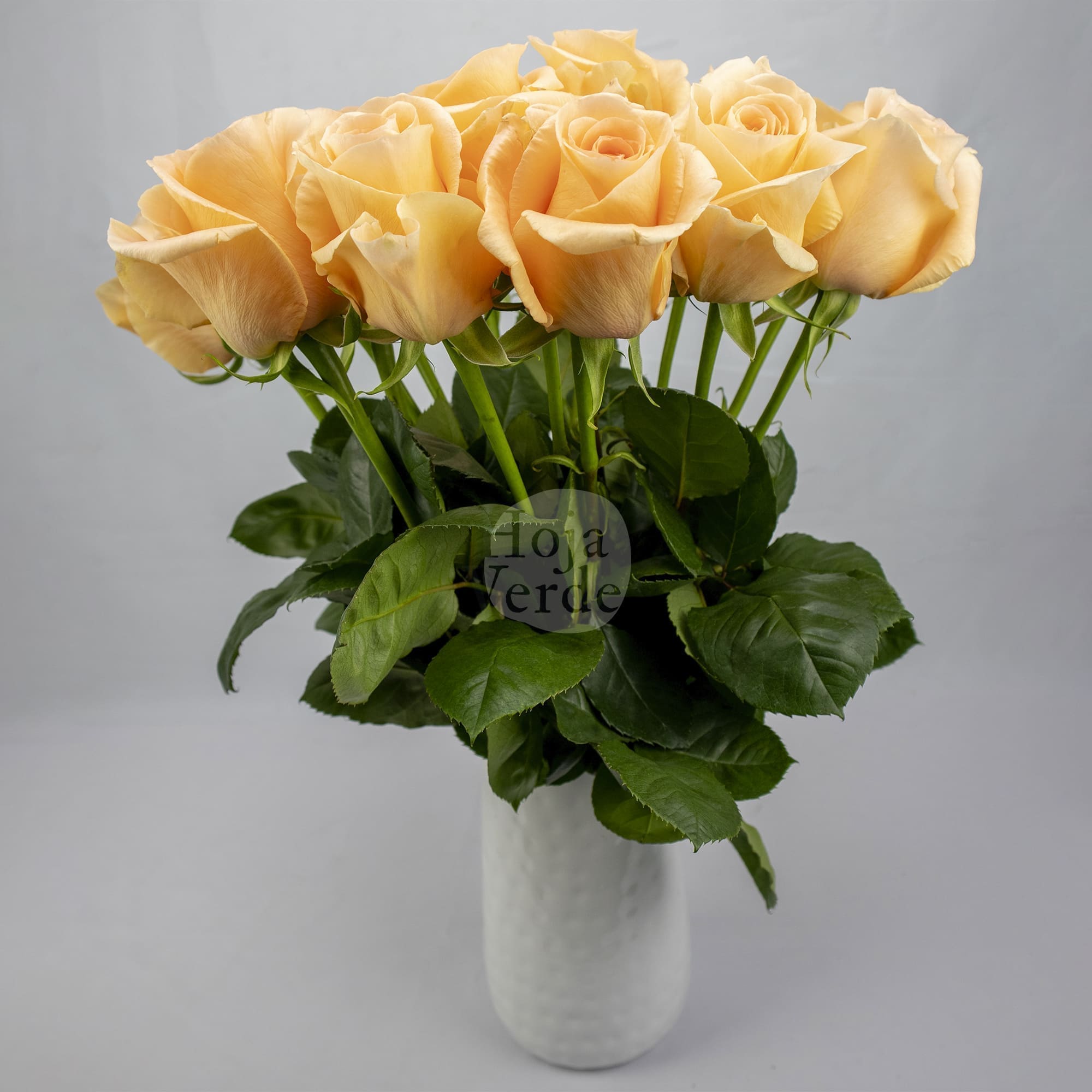 Peach Wave rose from Hoja Verde in a creamy peach tone with delicately layered petals