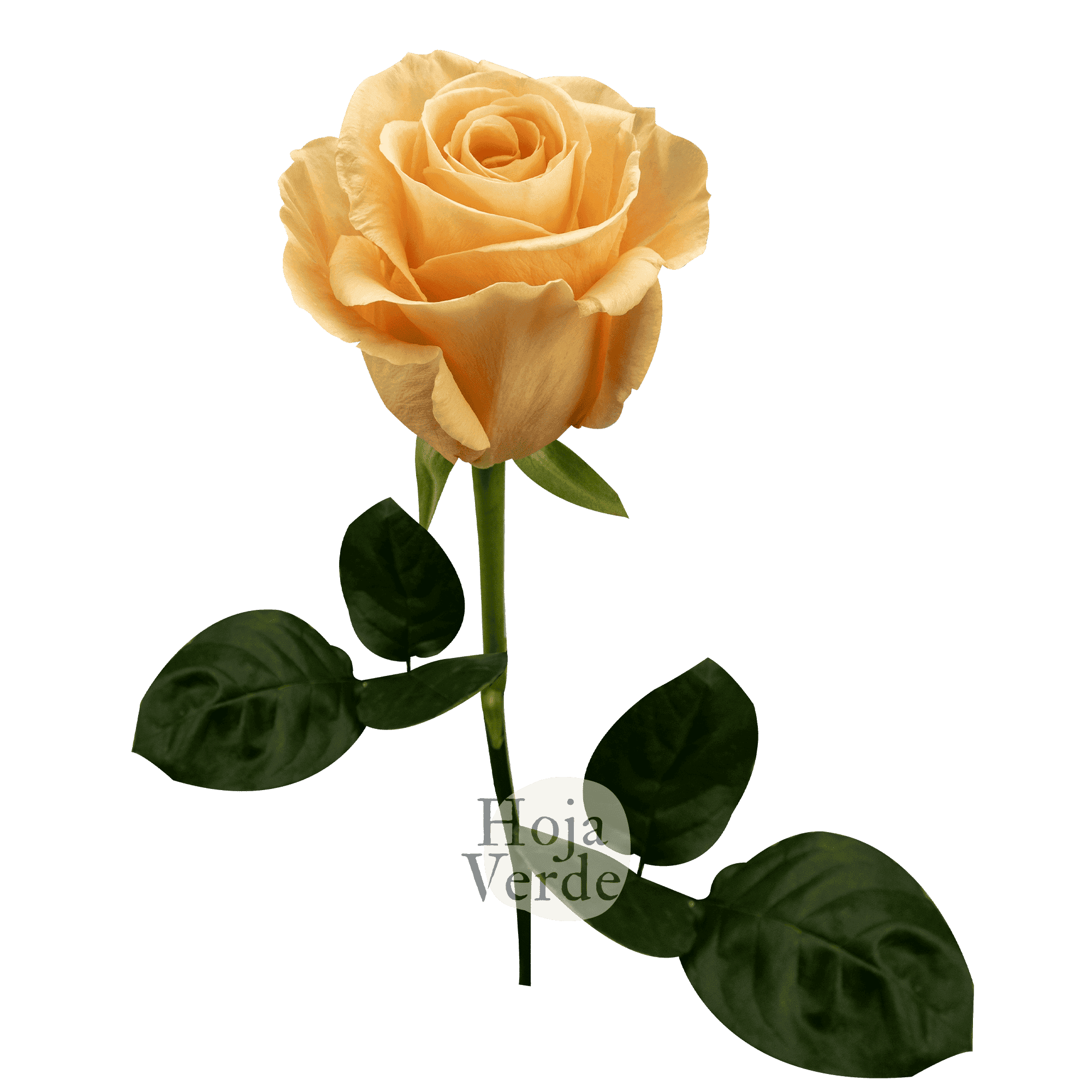 Peach Wave rose from Hoja Verde in a creamy peach tone with delicately layered petals
