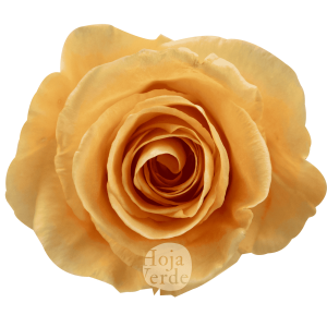 Peach Wave rose from Hoja Verde in a creamy peach tone with delicately layered petals