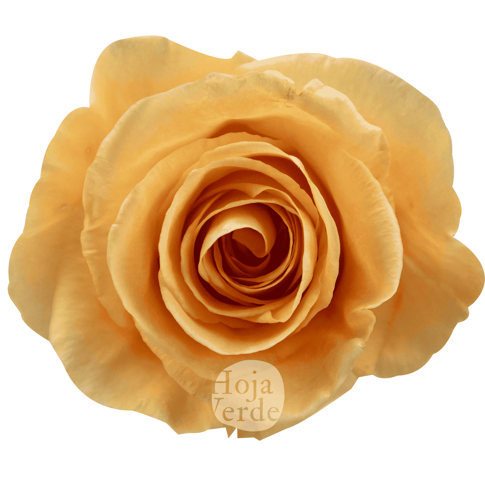 Peach Wave rose from Hoja Verde in a creamy peach tone with delicately layered petals