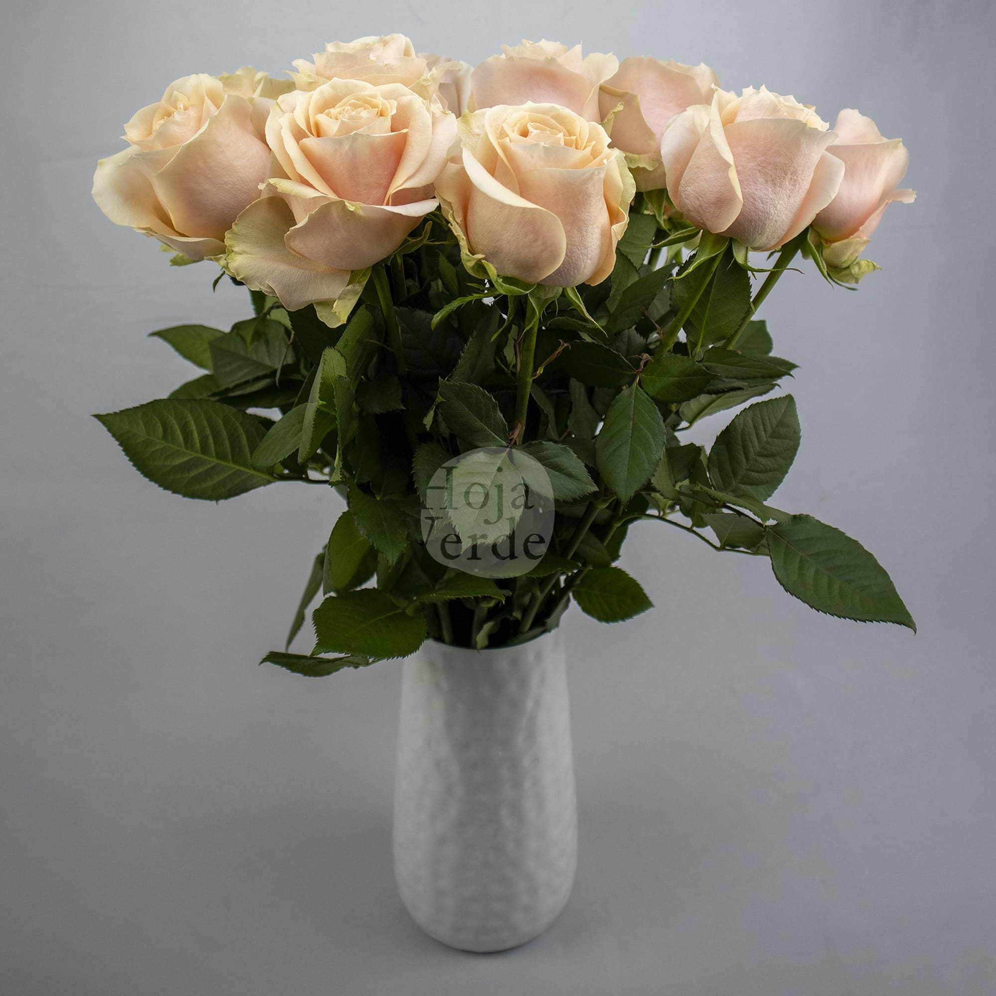 Pearl Avalanche rose in a light peach tone with soft petals