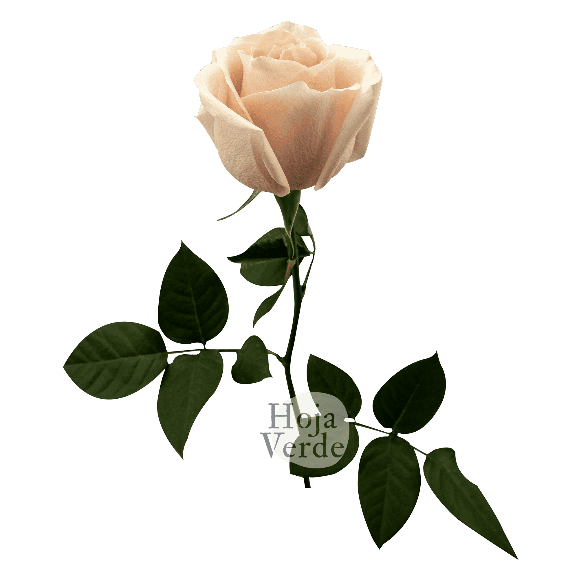 Pearl Avalanche rose in a light peach tone with soft petals