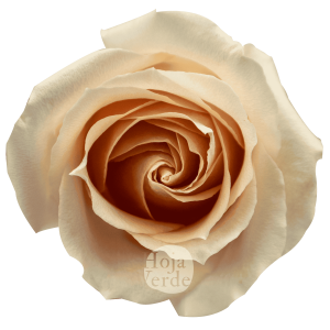 Pearl Avalanche rose in a light peach tone with soft petals