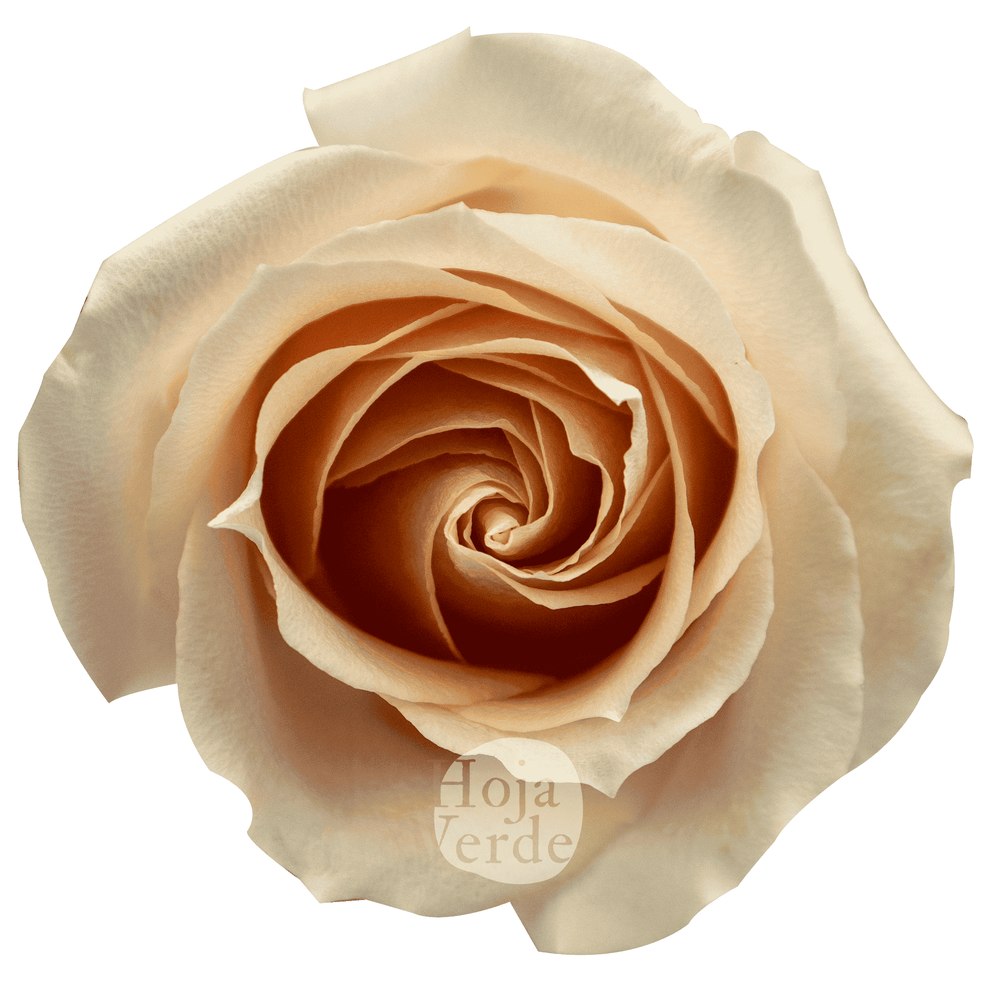 Pearl Avalanche rose in a light peach tone with soft petals