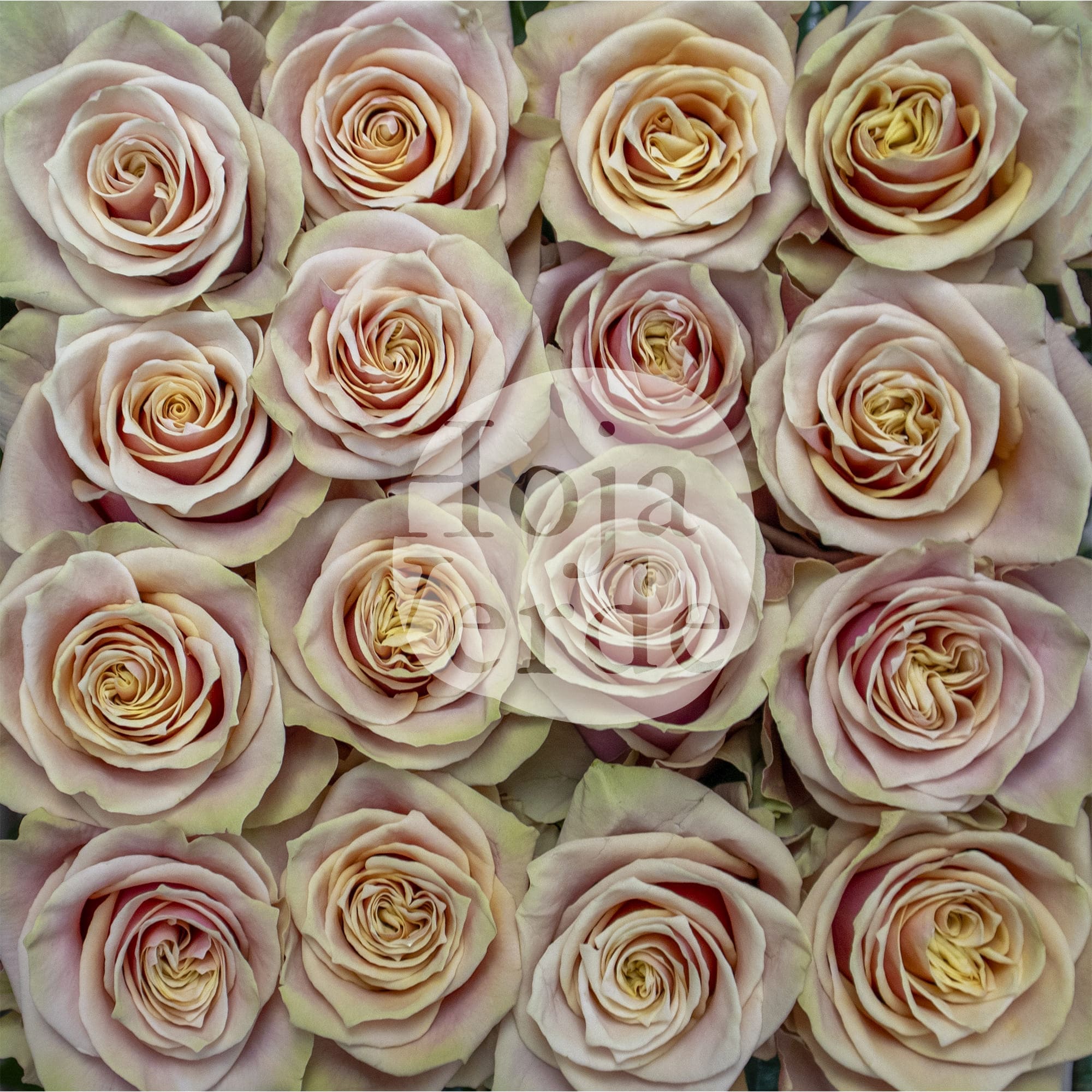 Pink Amaretto rose in a soft pale pink tone with faint peach hues