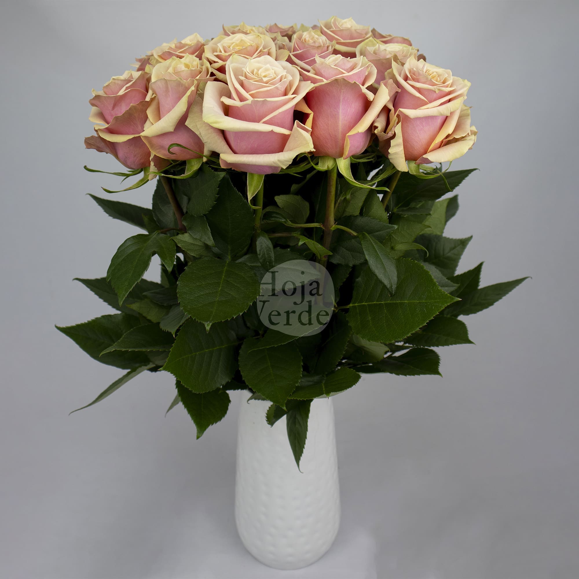 Pink Amaretto rose in a soft pale pink tone with faint peach hues