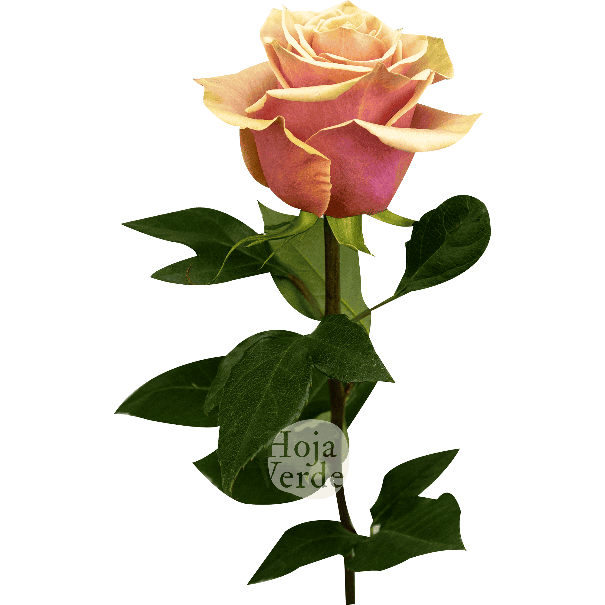 Pink Amaretto rose in a soft pale pink tone with faint peach hues