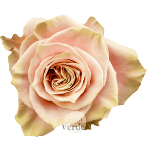 Pink Amaretto rose in a soft pale pink tone with faint peach hues