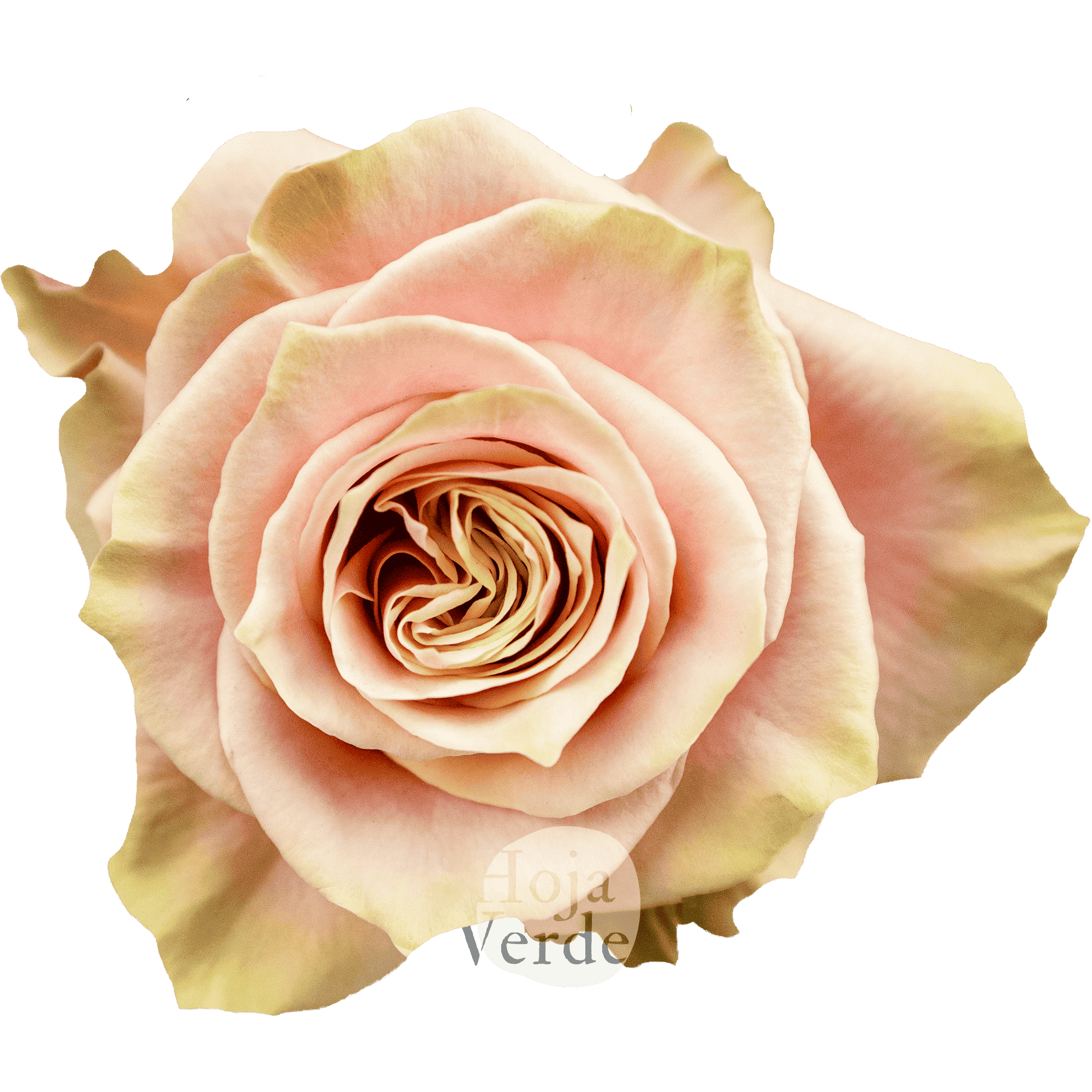 Pink Amaretto rose in a soft pale pink tone with faint peach hues