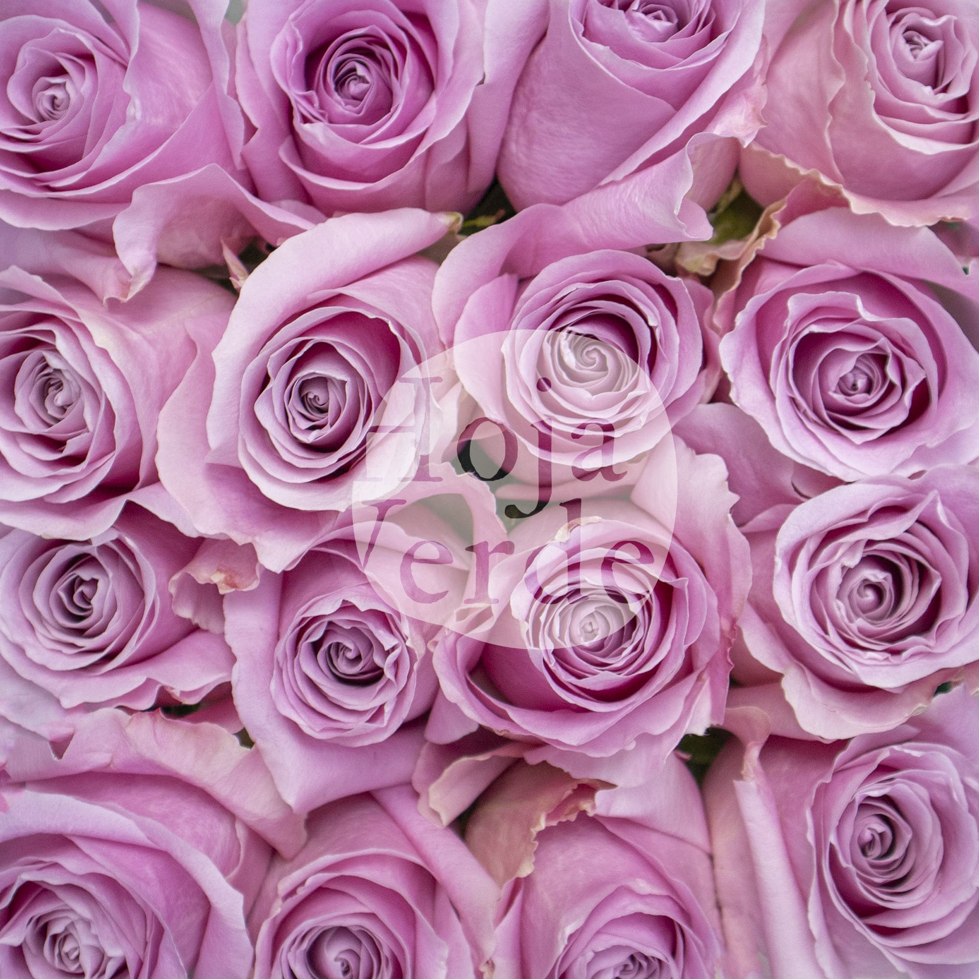 Pink Avalanche rose with pale pink petals and a hint of lavender, grown in Ecuador by Hoja Verde.