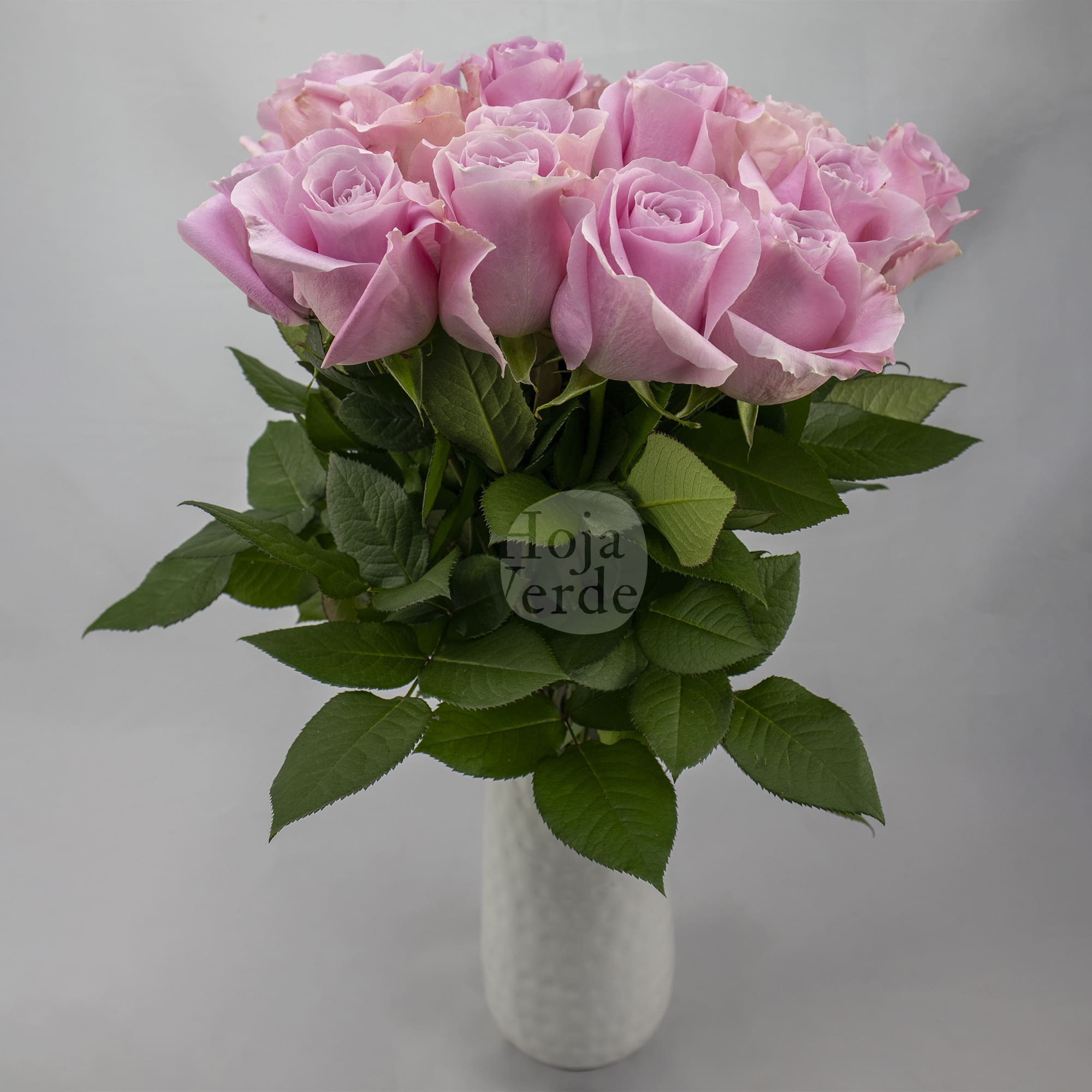 Pink Avalanche rose with pale pink petals and a hint of lavender, grown in Ecuador by Hoja Verde.