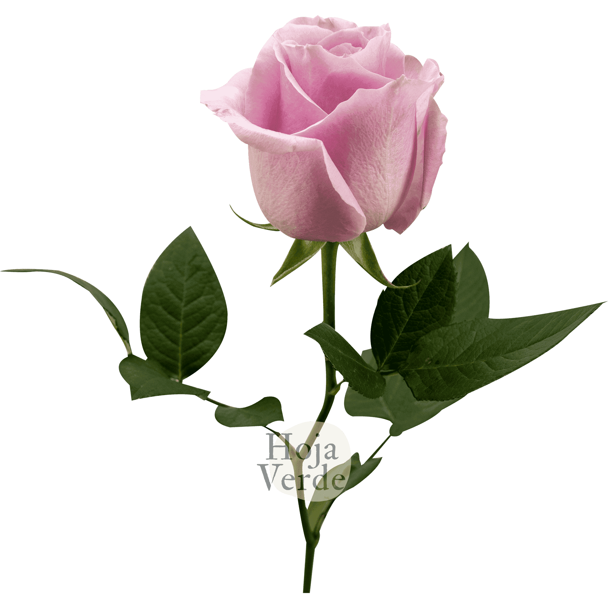 Pink Avalanche rose with pale pink petals and a hint of lavender, grown in Ecuador by Hoja Verde.