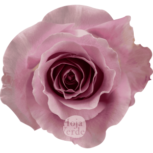 Pink Avalanche rose with pale pink petals and a hint of lavender, grown in Ecuador by Hoja Verde.