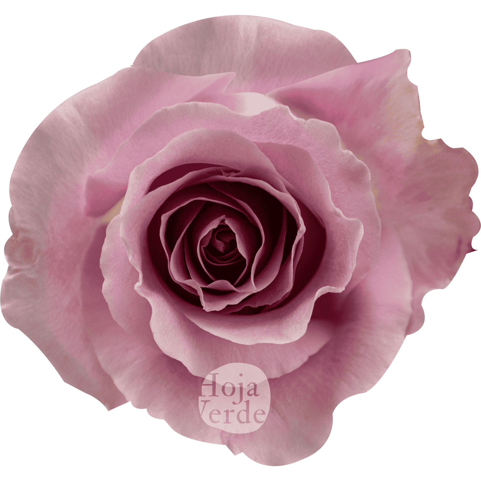 Pink Avalanche rose with pale pink petals and a hint of lavender, grown in Ecuador by Hoja Verde.