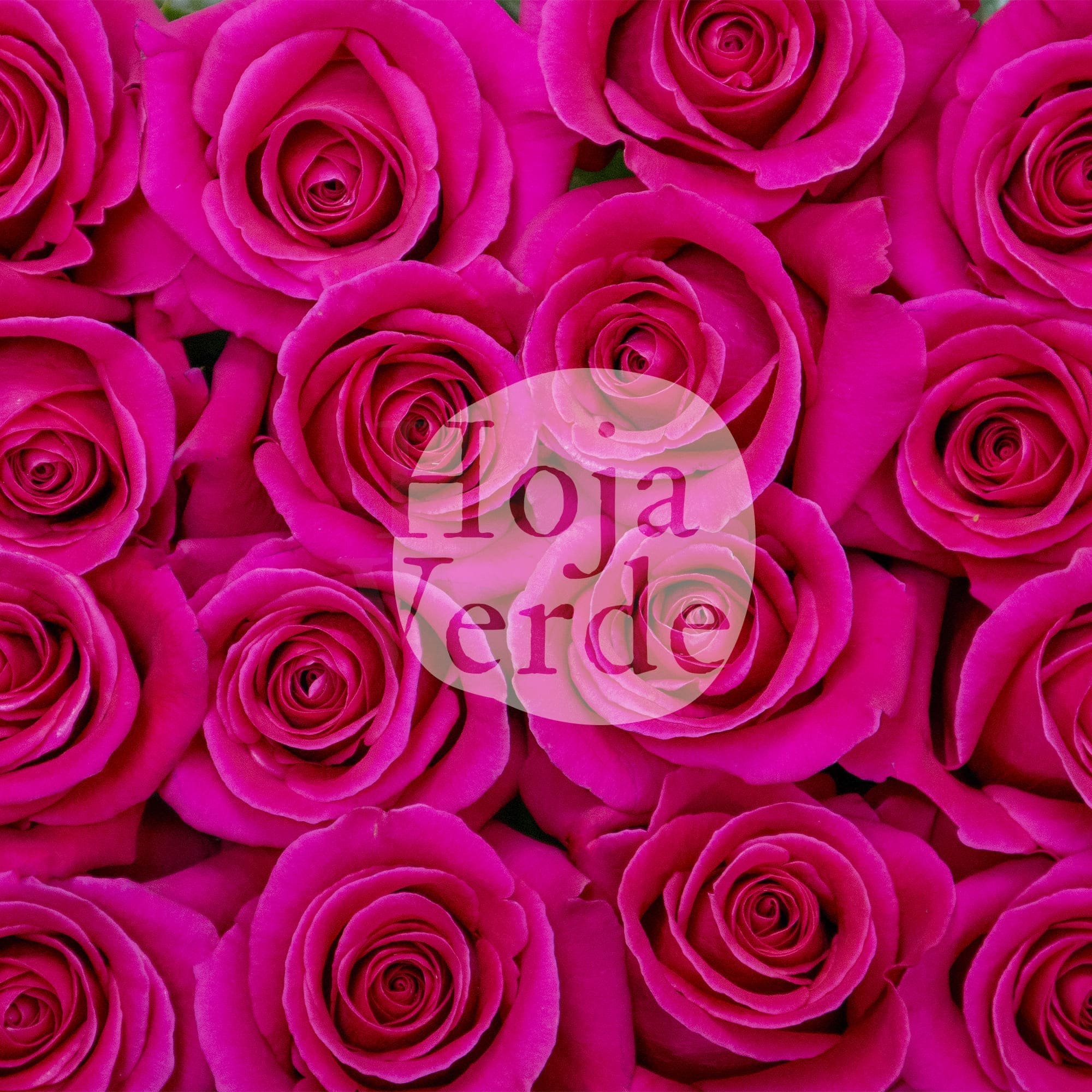 Bright hot pink Pink Floyd rose from Ecuador with a large bloom and sturdy petals by Hoja Verde.