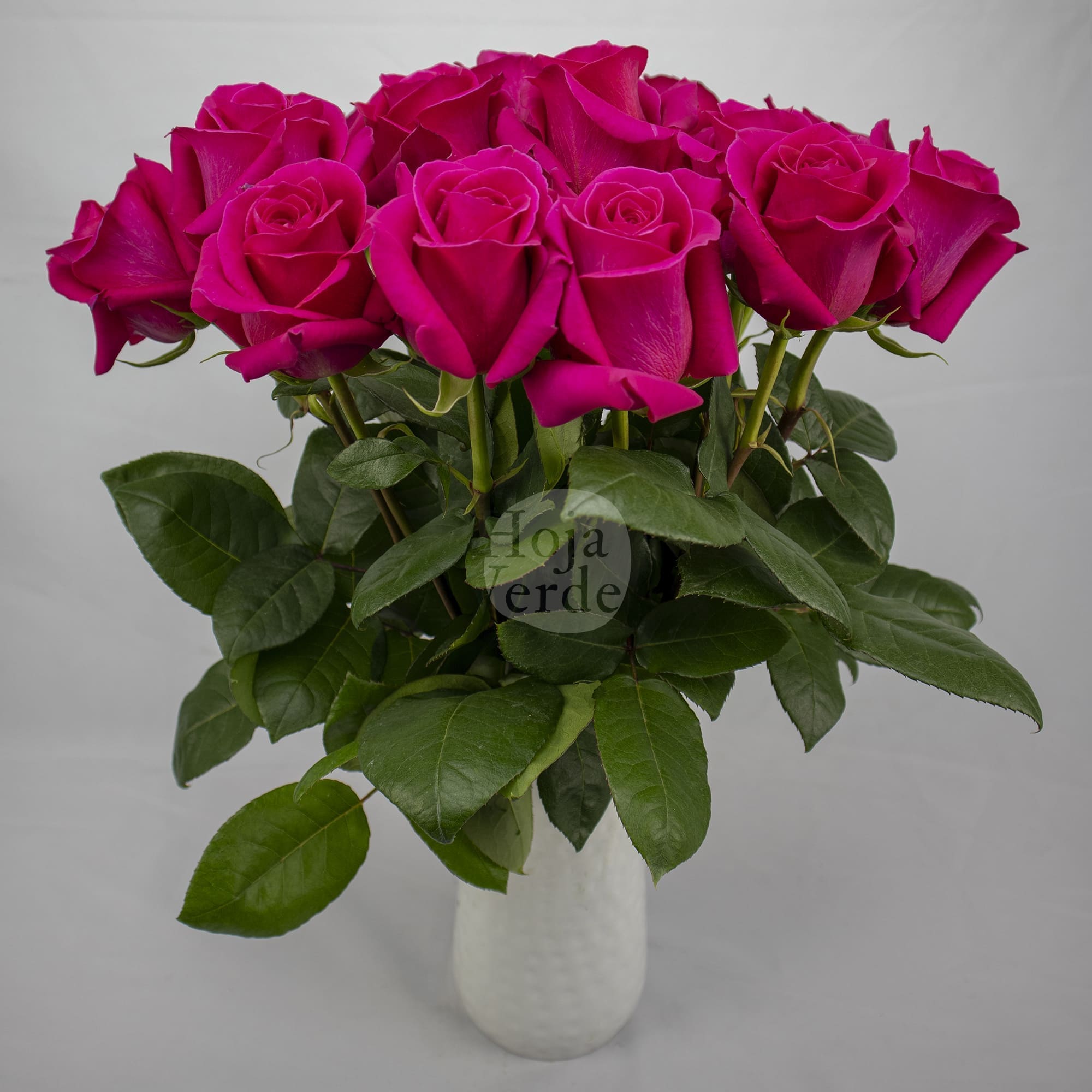 Bright hot pink Pink Floyd rose from Ecuador with a large bloom and sturdy petals by Hoja Verde.