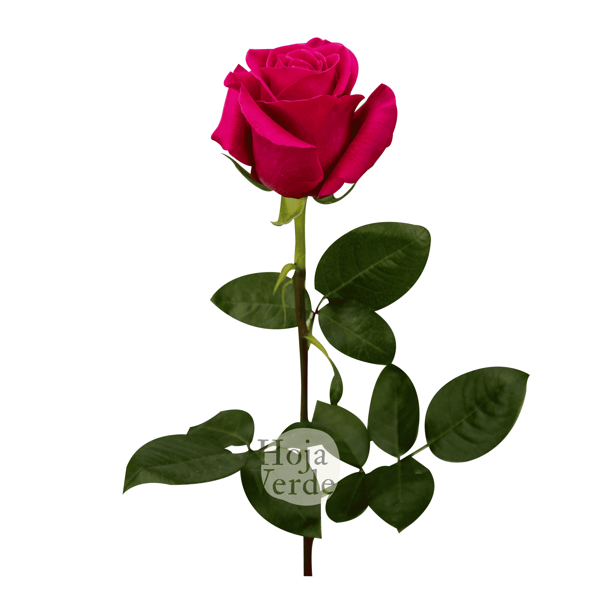 Bright hot pink Pink Floyd rose from Ecuador with a large bloom and sturdy petals by Hoja Verde.