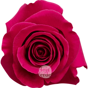 Bright hot pink Pink Floyd rose from Ecuador with a large bloom and sturdy petals by Hoja Verde.